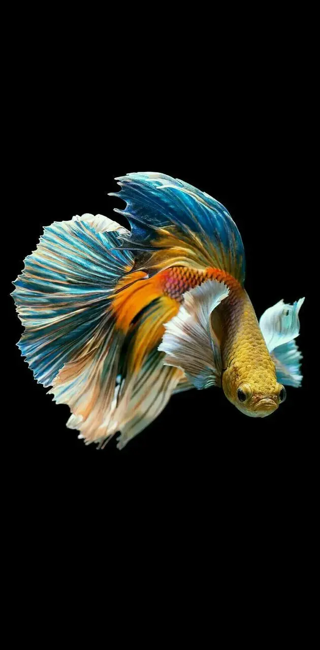 Betta fish online wallpaper