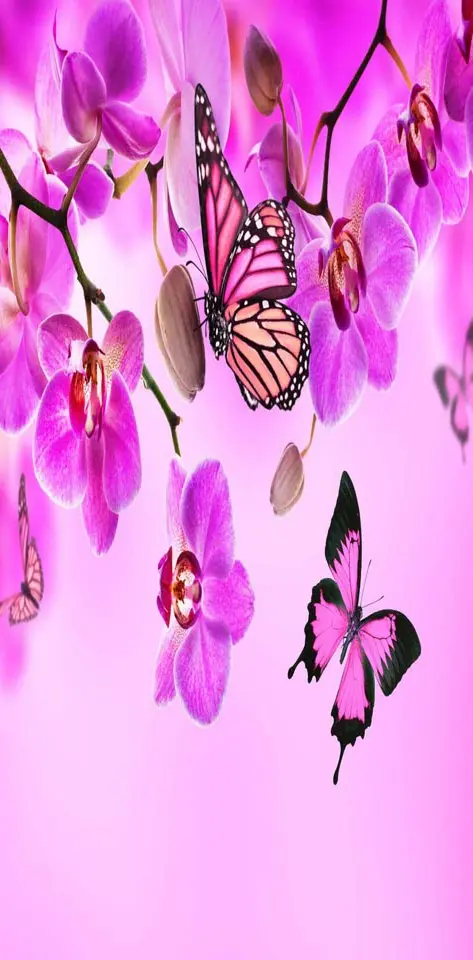 Orchids butterflies