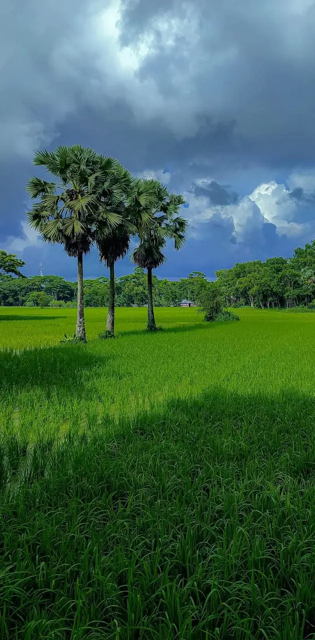 Green Bangladesh 