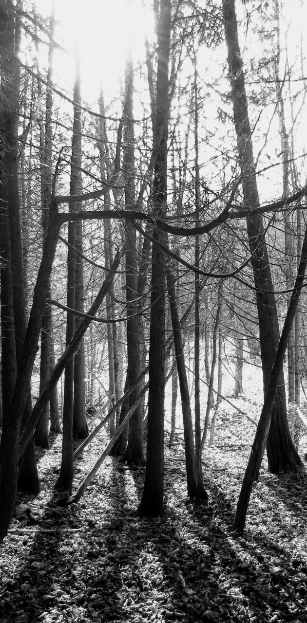 BW Forest