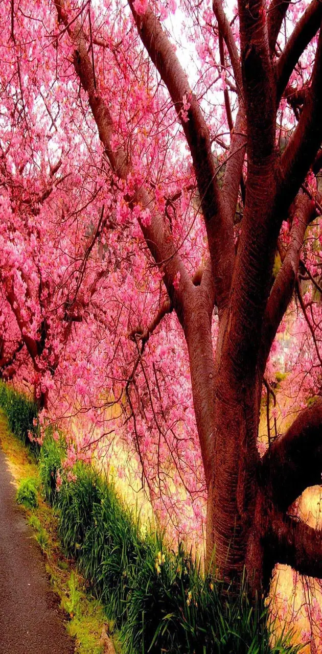 Blossomed Tree