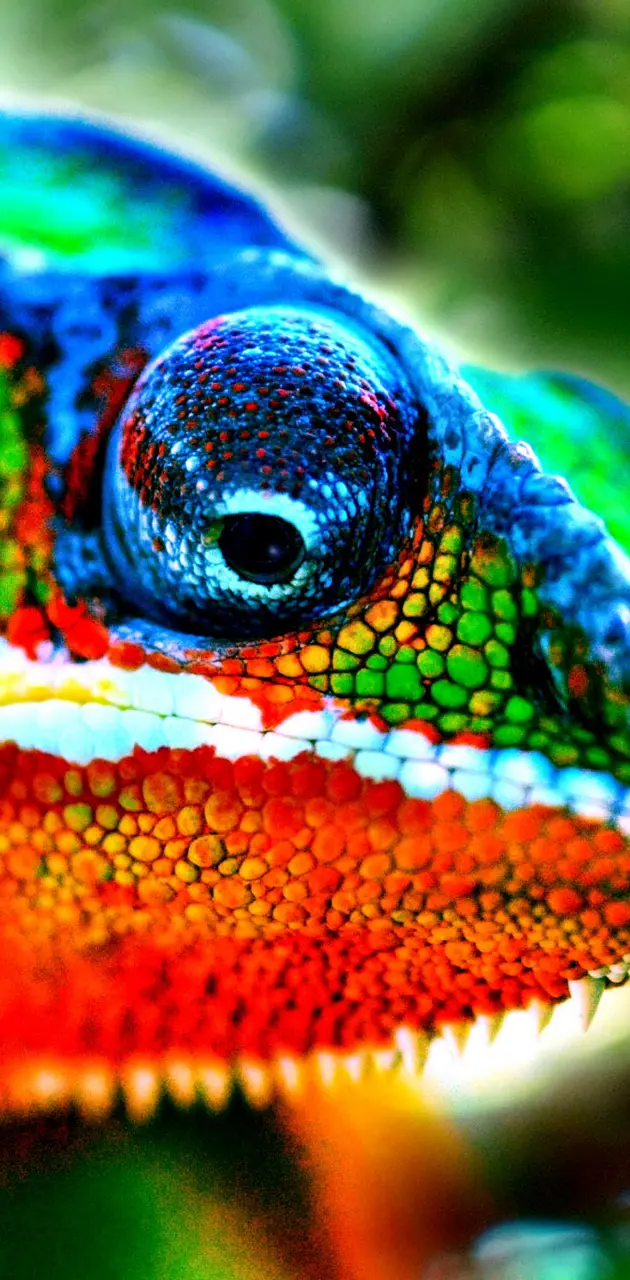 Colors Lizard