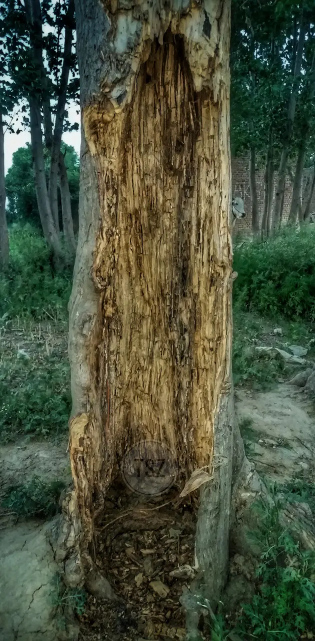 old rotten tree
