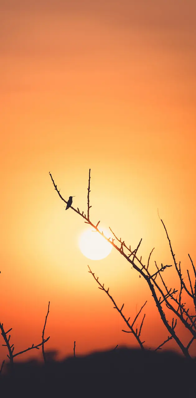 Sunset Bird 