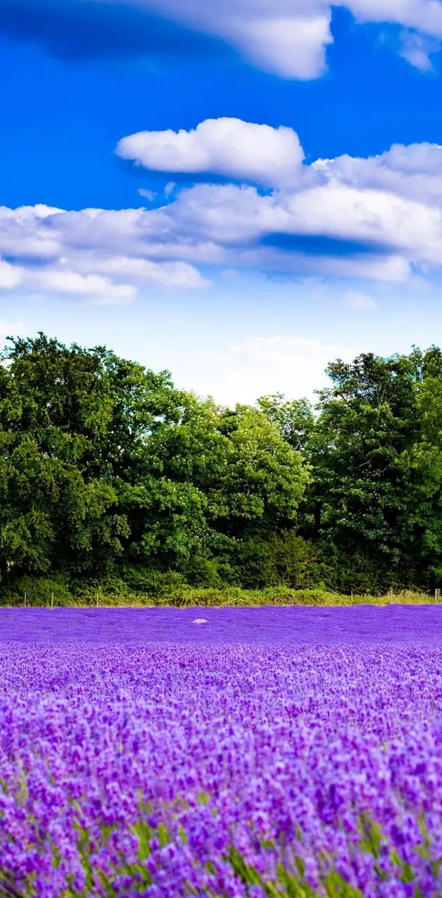lilac field wallpaper