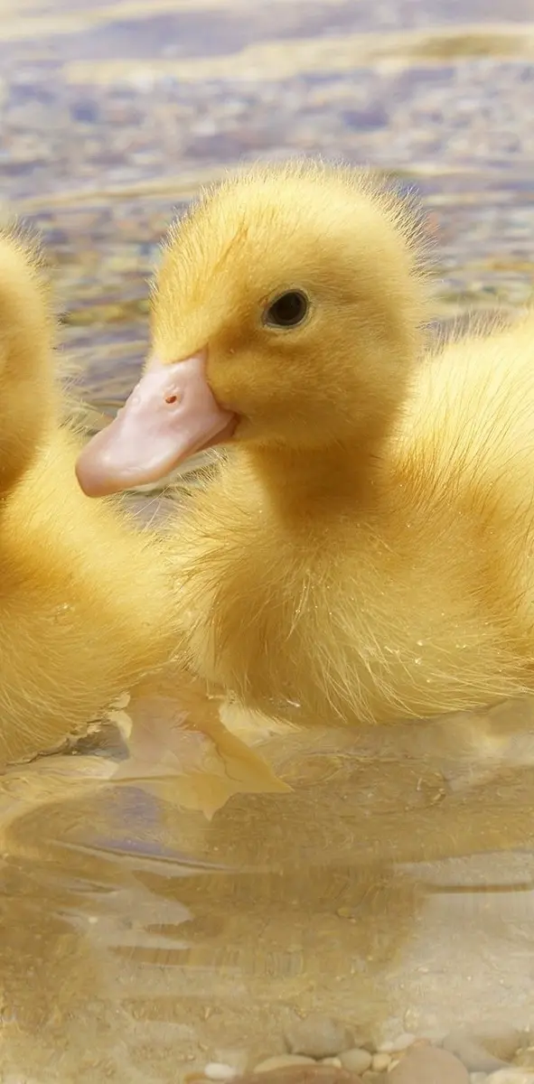 Cute Baby Ducks