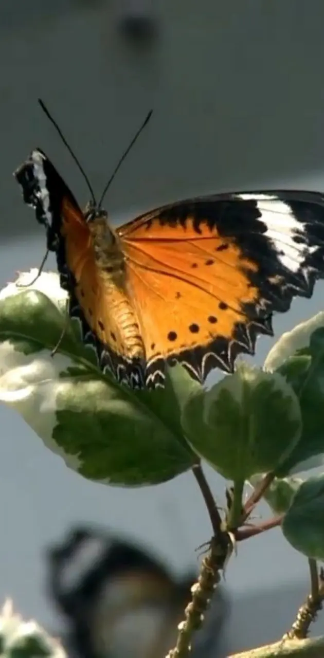 metulj