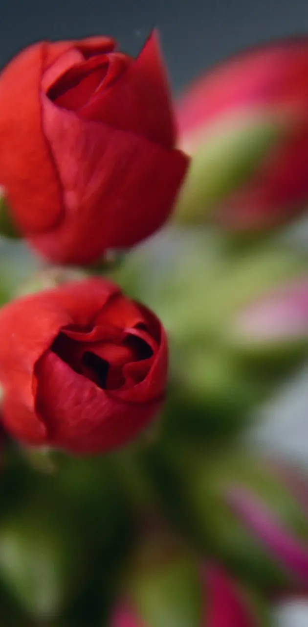 Blurred roses