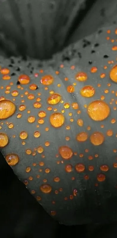 Orange Drops