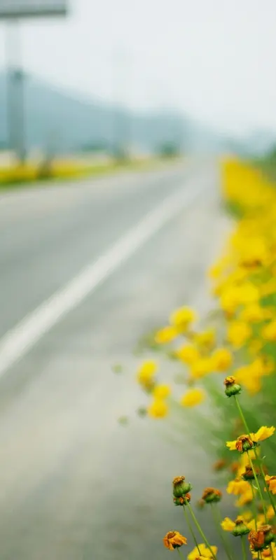 Yellow Flowers Road