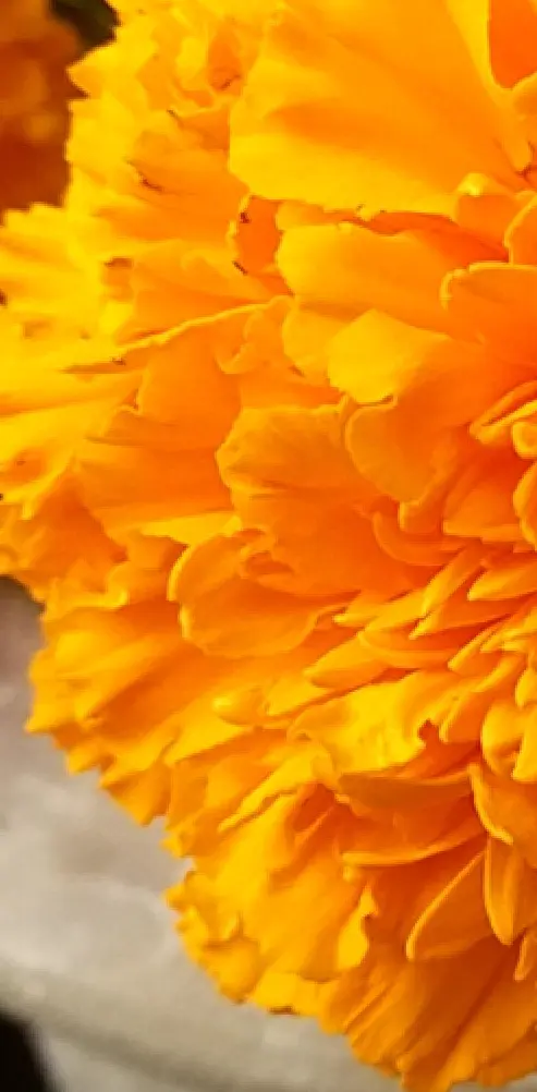 The Marigold Flower