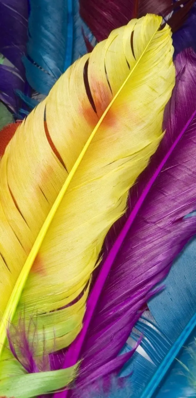 Rainbow Feathers