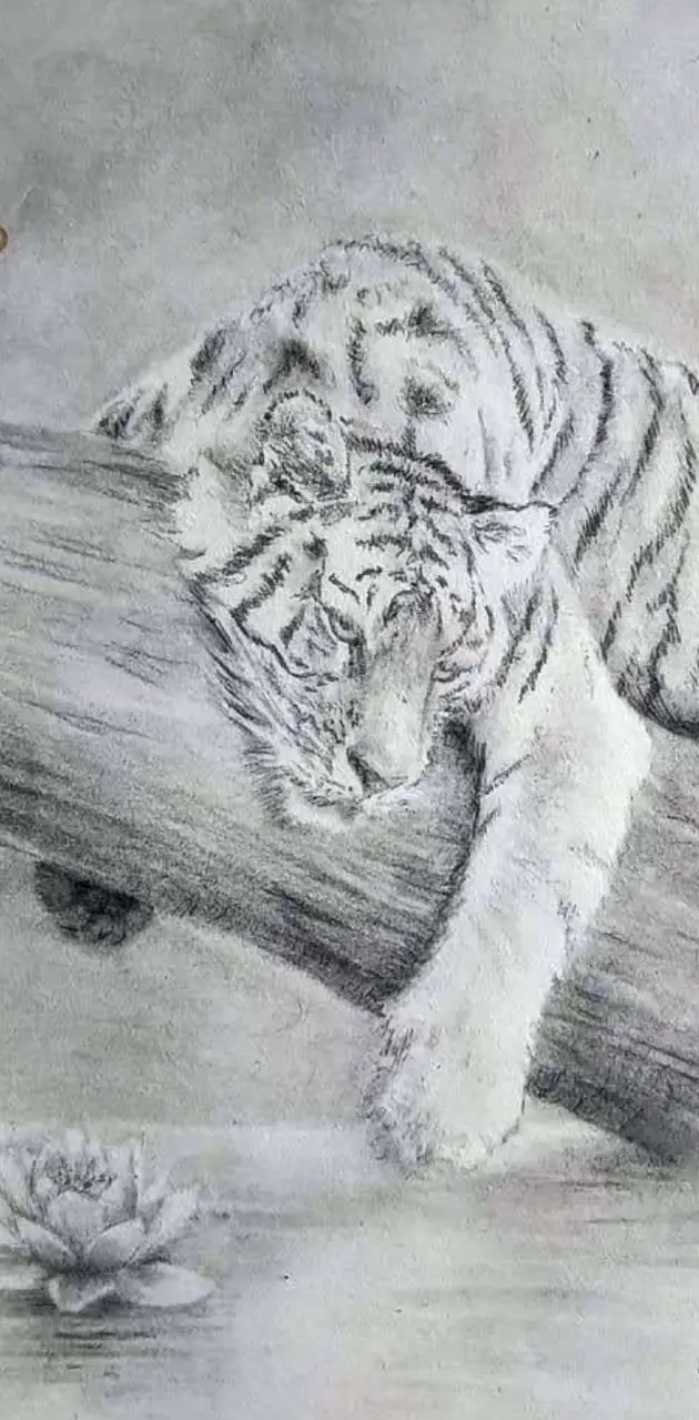 Mydraw tiger