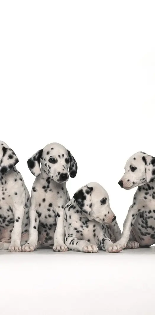 Dalmatian Puppies