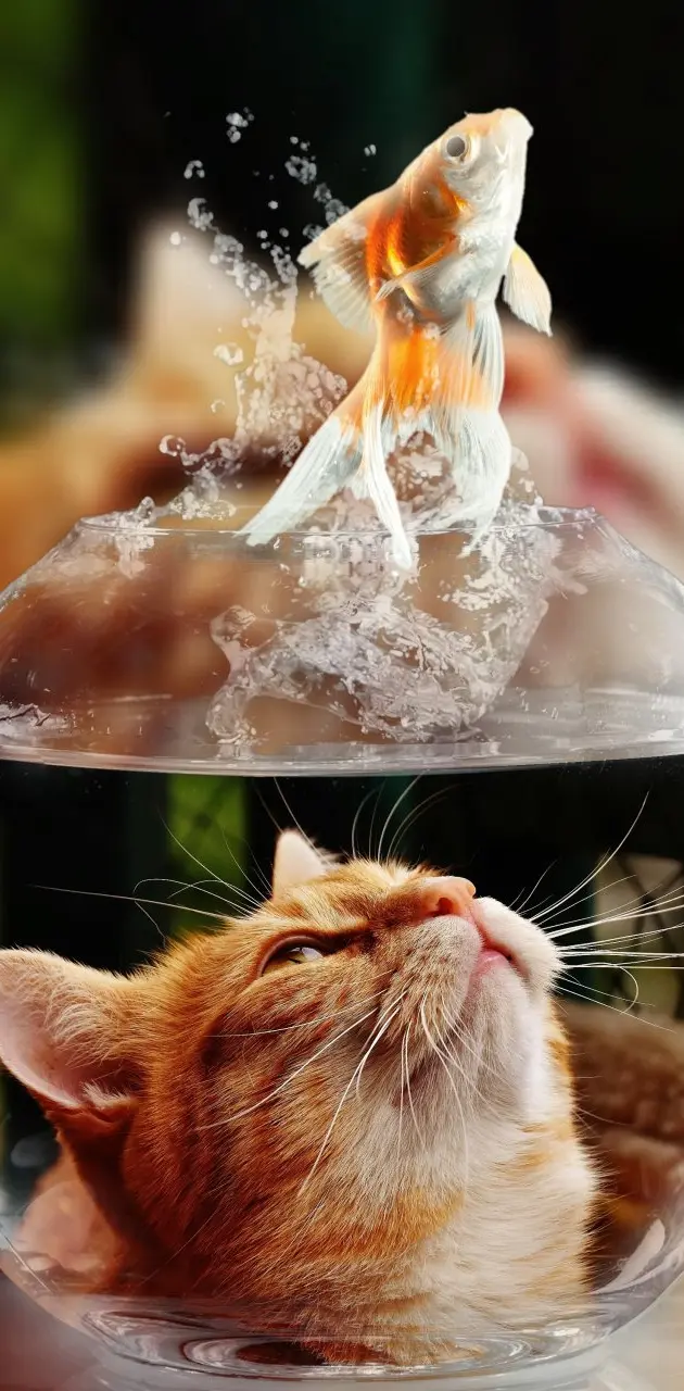 Cat Face Goldfish