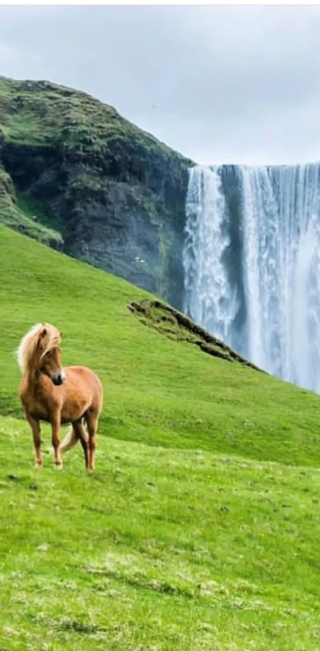 horse and water
