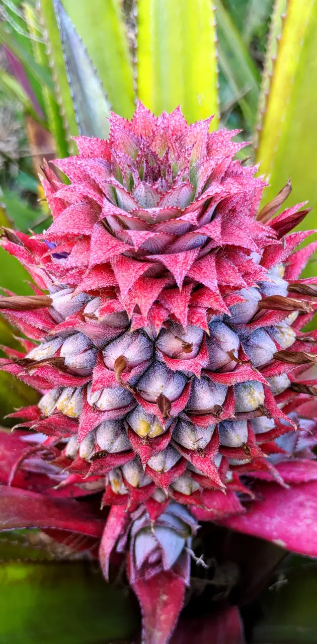 Blooming pineapple
