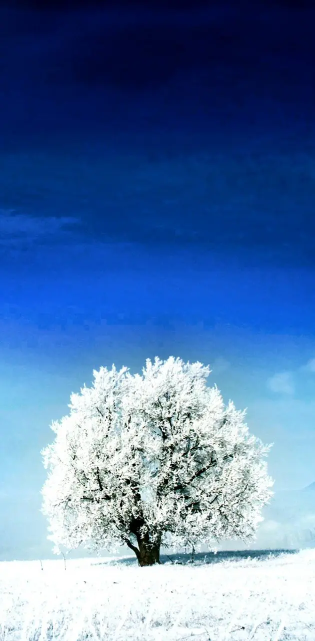 White Tree Snow 