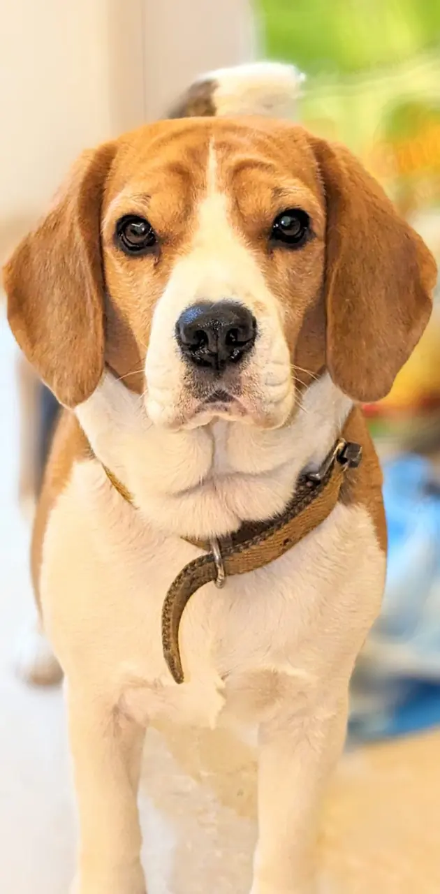 Beagle puppy 