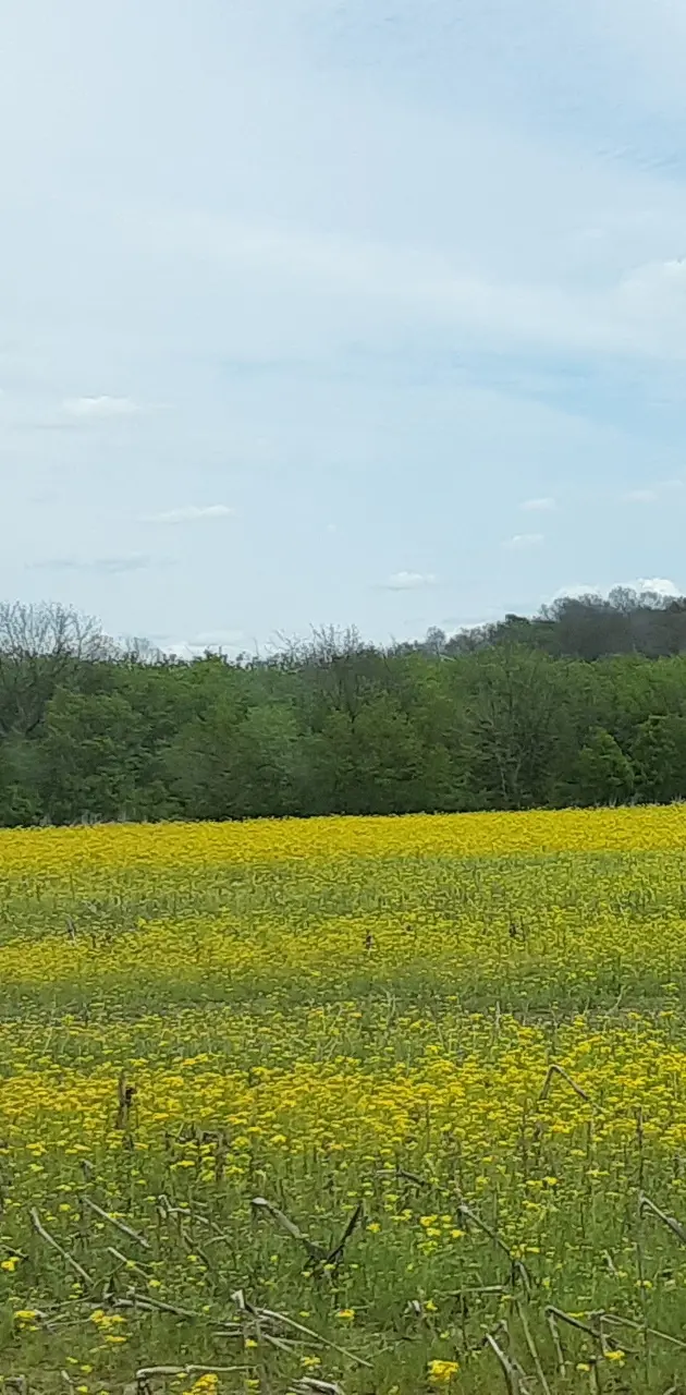 Yellow meadow