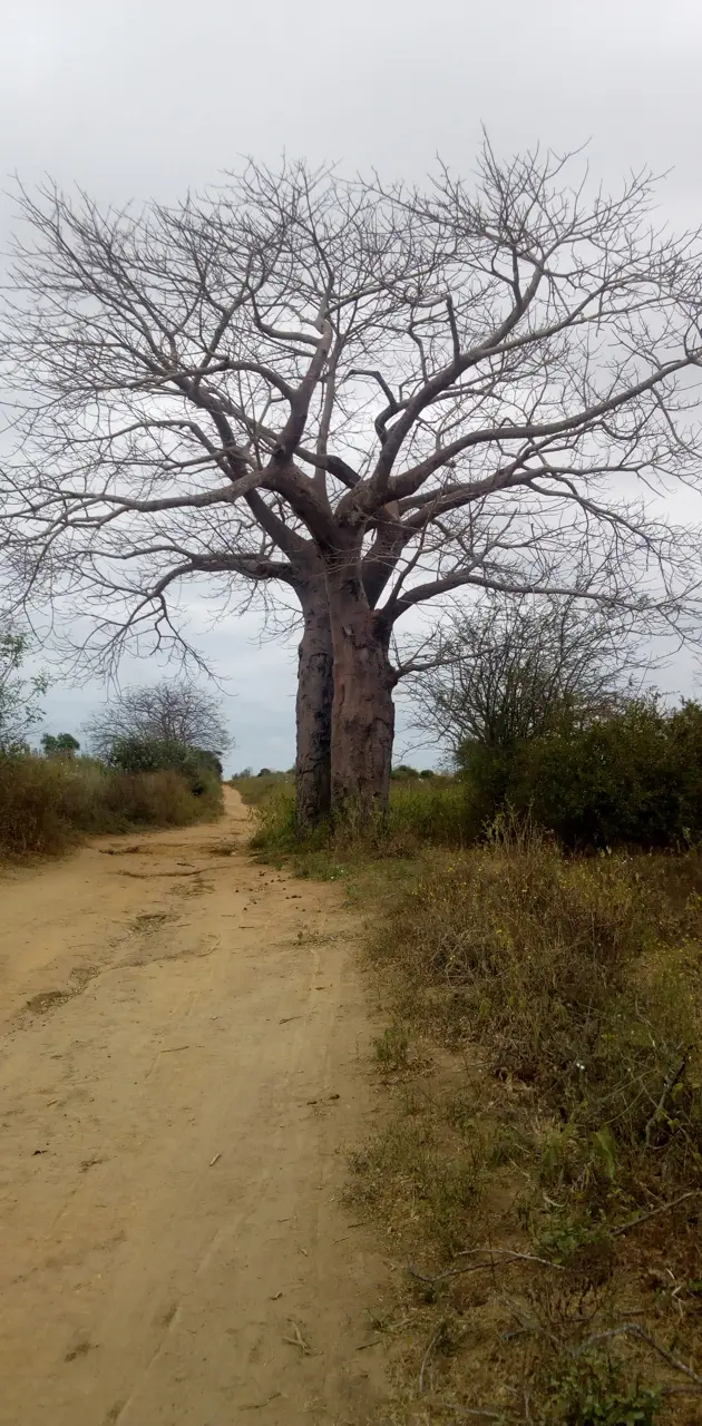 The Great Baobab