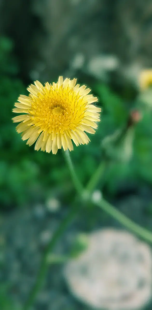 2k Yellow flower 