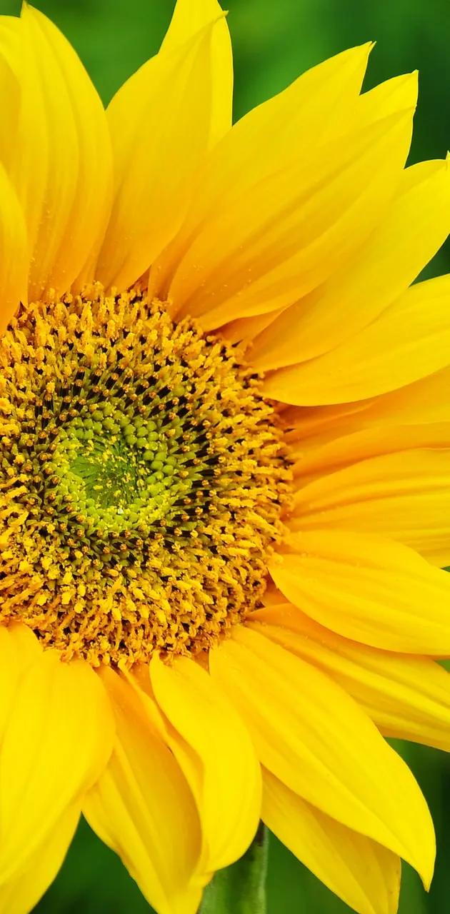 ZTE Sunflower