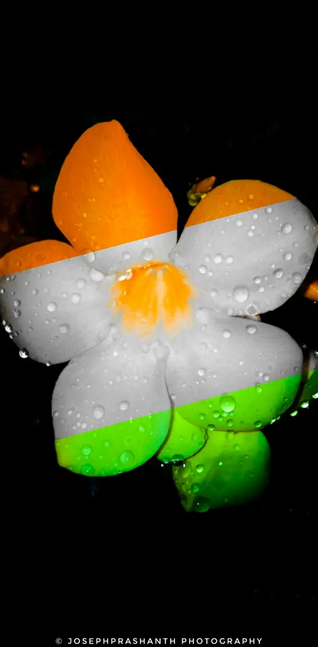 Indian Colour Flower
