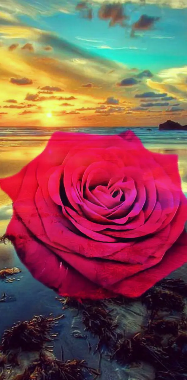 Rose am Meer