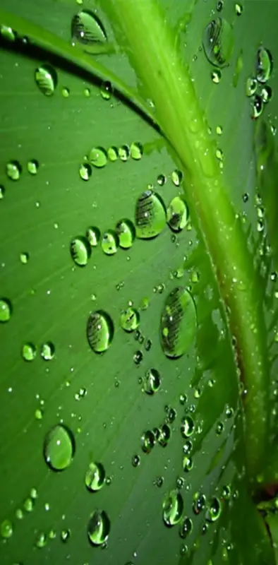 Water In Leaf