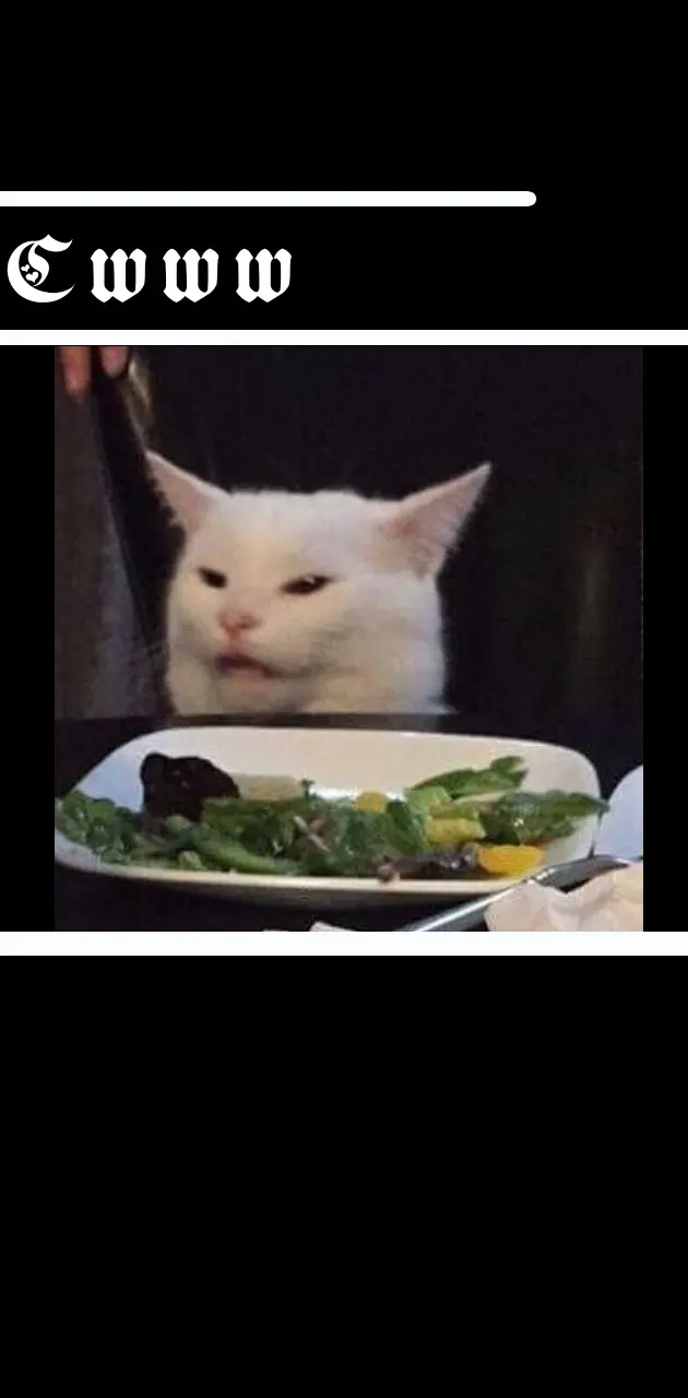 Disgusted cat