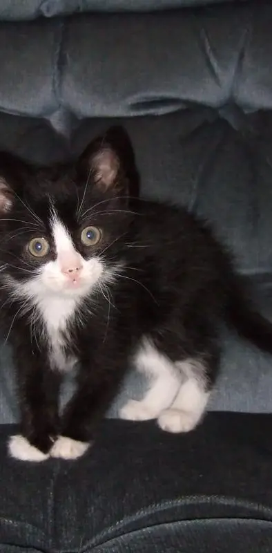 Suprised Kitten