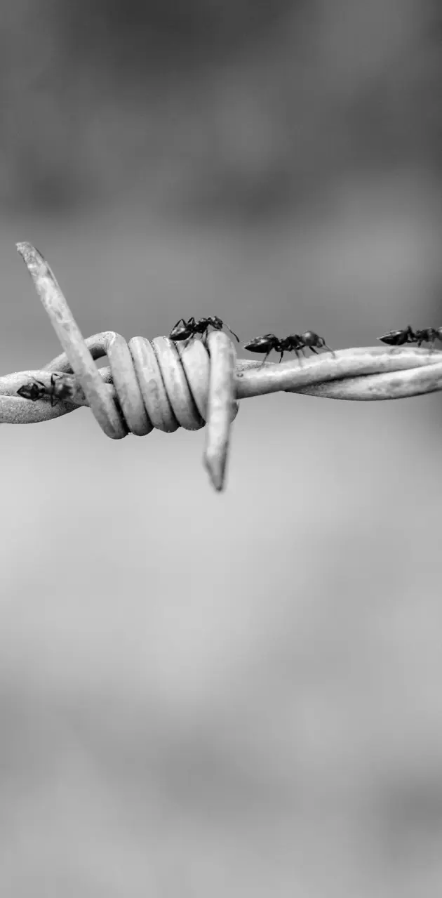 Barbed Wire Ants