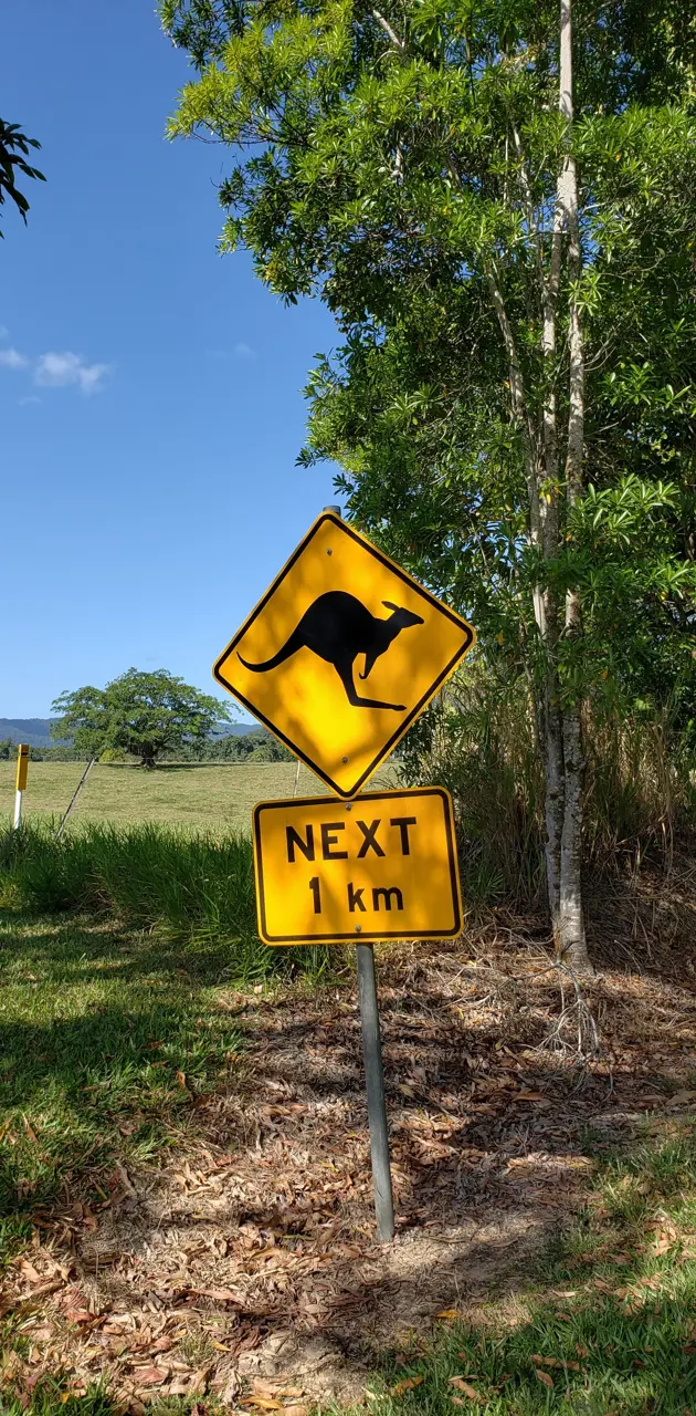 Kangaroo Crossing