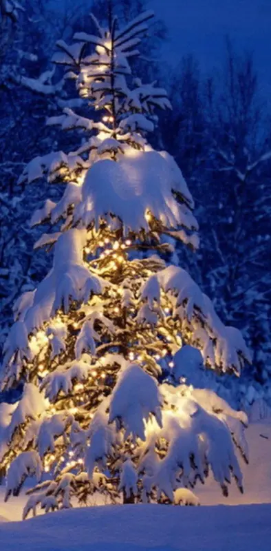 Snowy Lit Tree