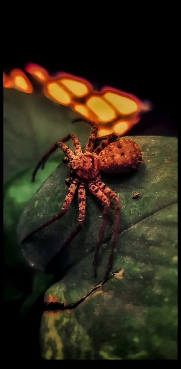 Spider 