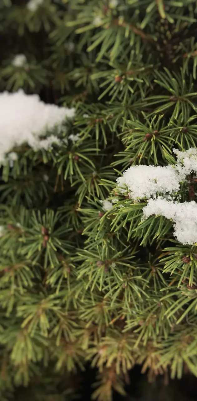 Snowy Pine Blur