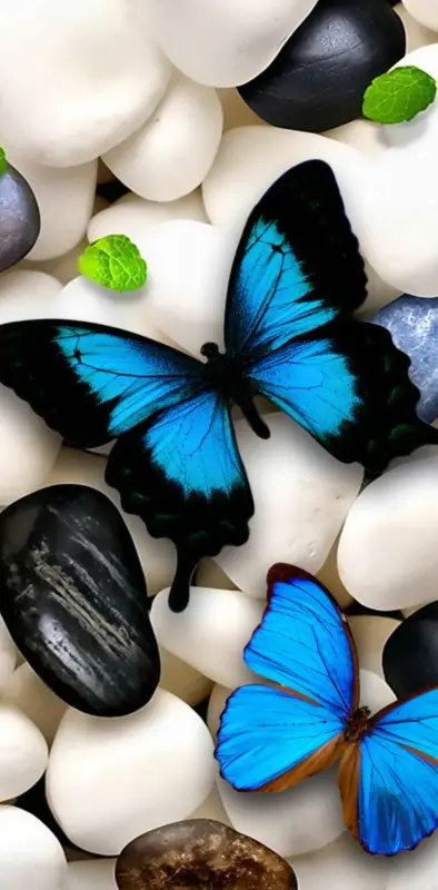 hd blue butterfly