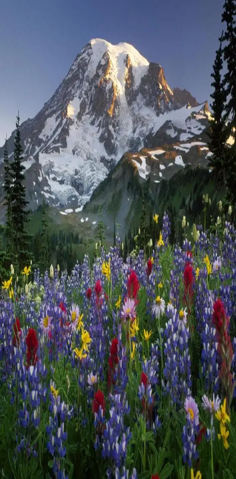 Mountain n Flowers
