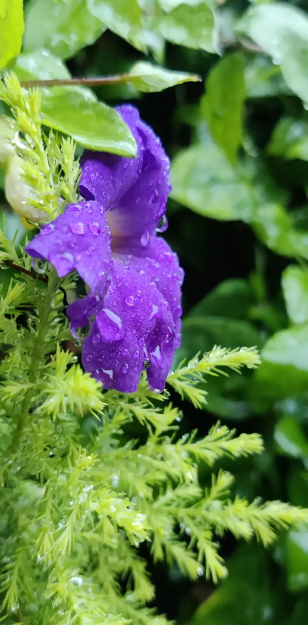 Flower in rain 