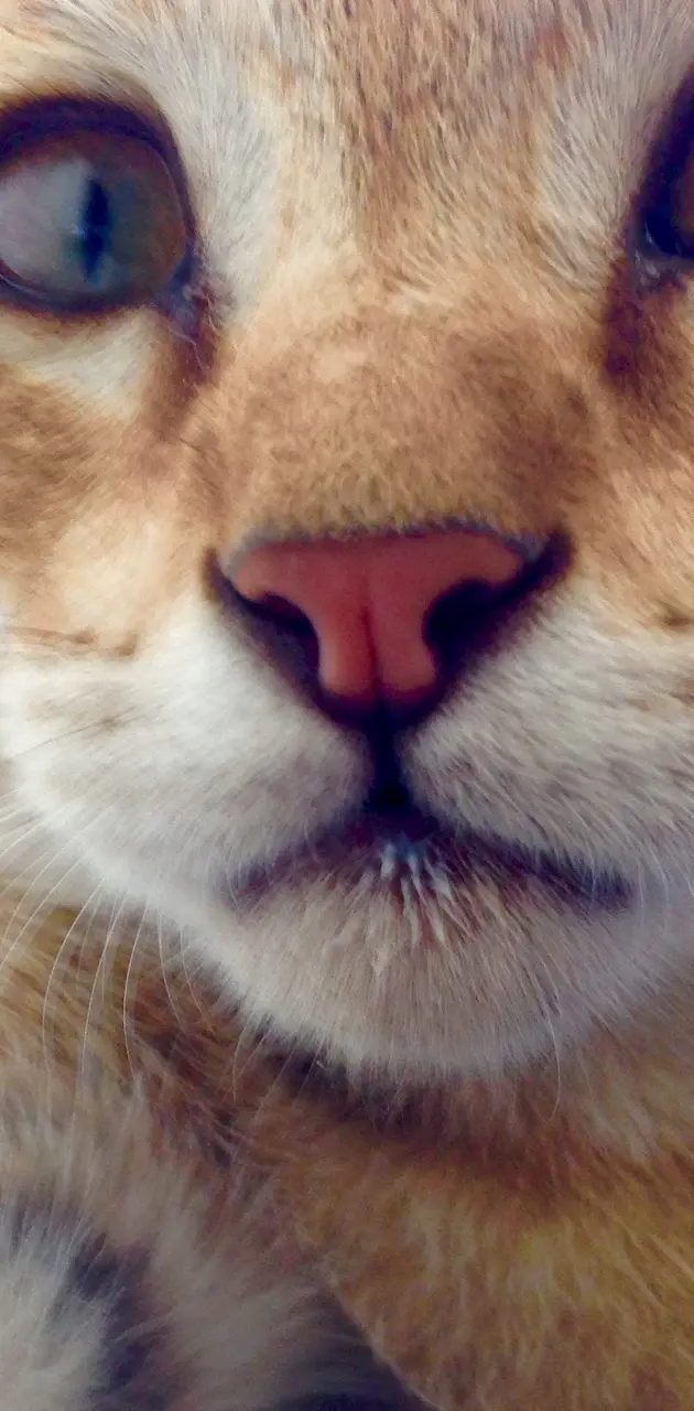 cat selfie