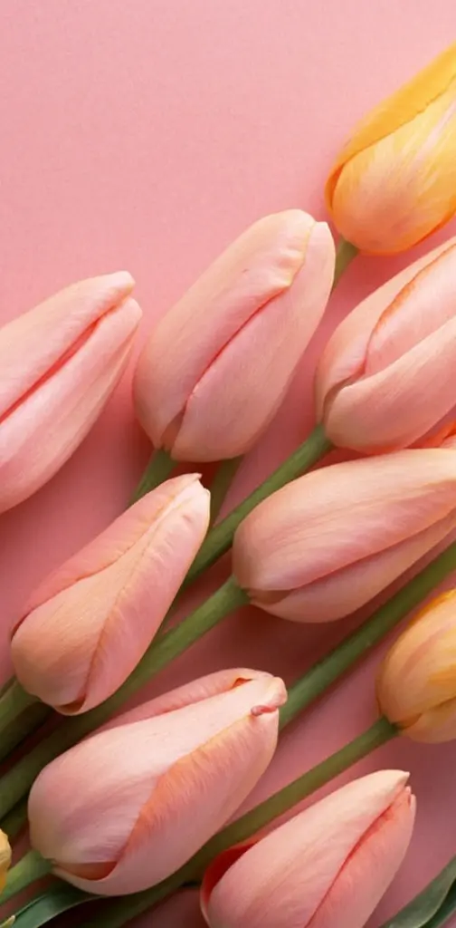 Beautiful Tulips Hd