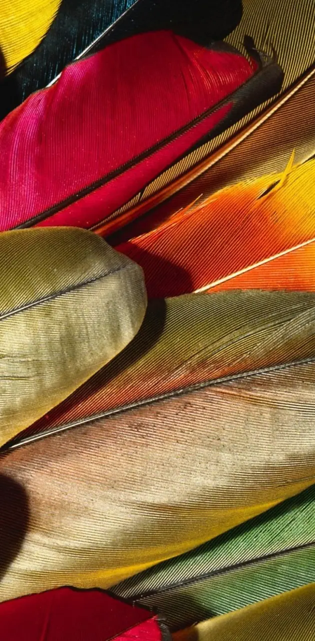 HD Colorful Feathers
