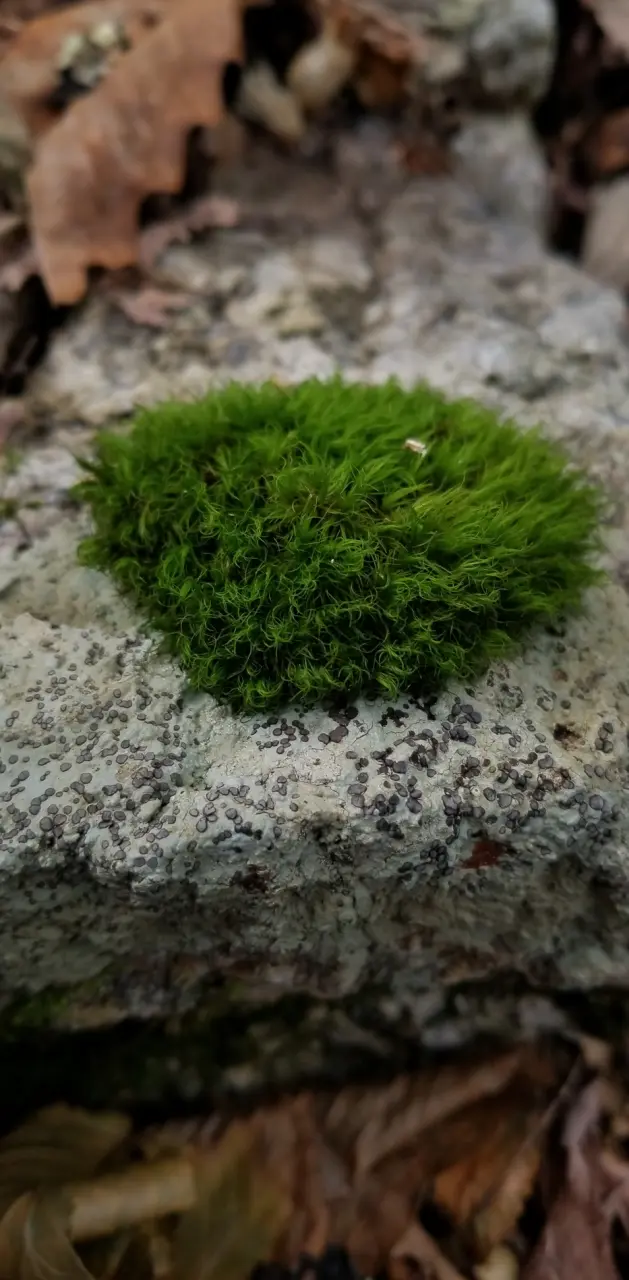 Small Moss