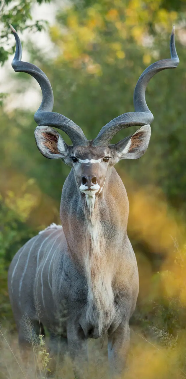 The Antelope's king 