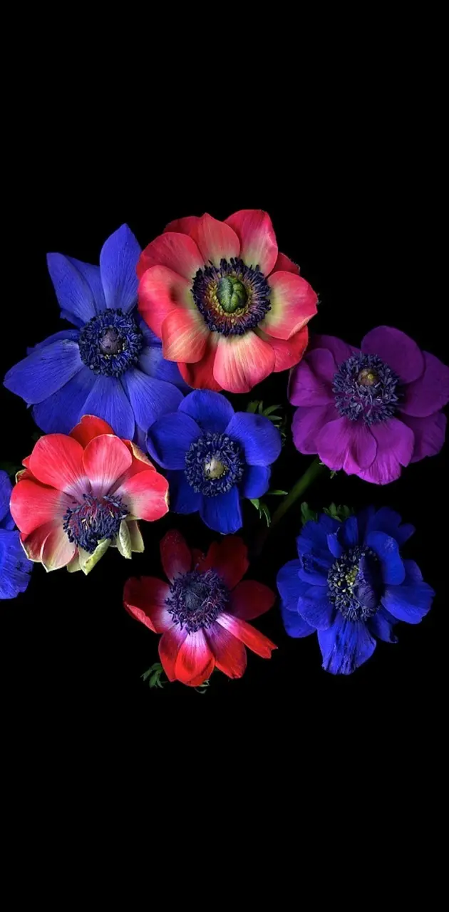 blue and red flowers