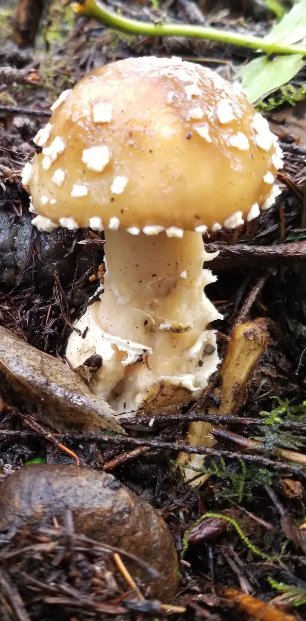 Poison mushroom 