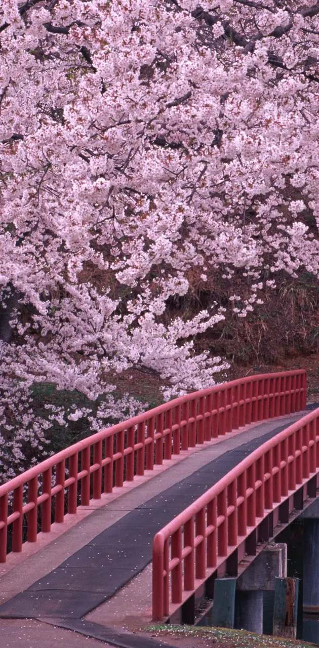 Spring Blossom Bridge