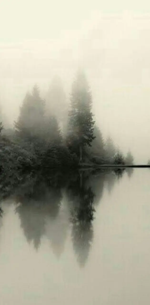Lake trees and fog