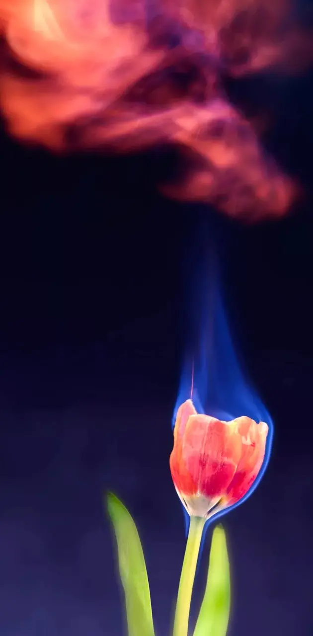 Burning tulip
